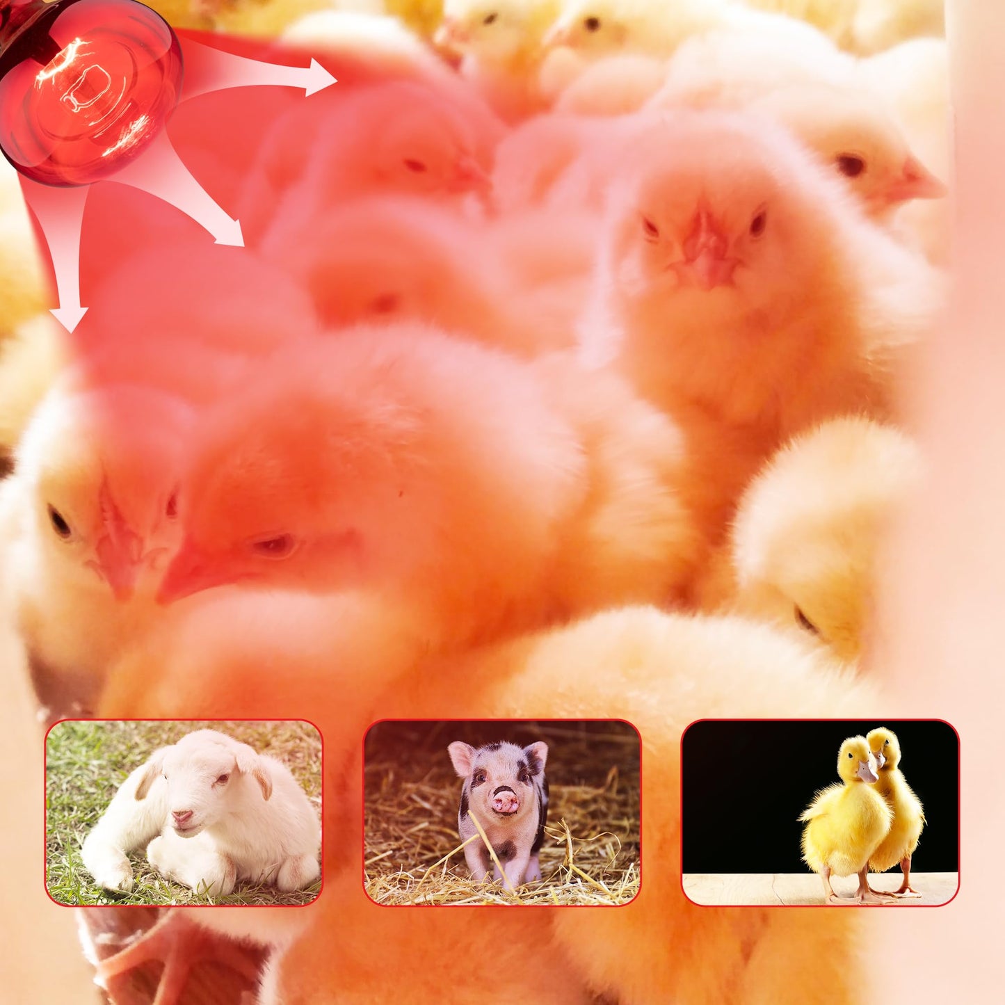 Wesome Lighting 250 Watt Heat Lamp Bulbs for Chicks, R40 Heat Lamp for Chickens, Infrared Heat Bulbs for Brooder Heater, 250W Incandescent Heat for Pet, Bathroom, Food (2 Pack)