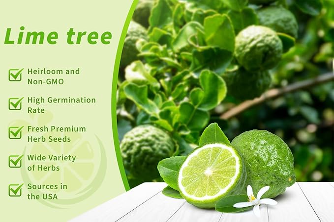 100+ Green Lime Seeds for Planting Bonsai Fruit Dwarf Lemon Tree Seed Citrus Limon Non-GMO Heirloom