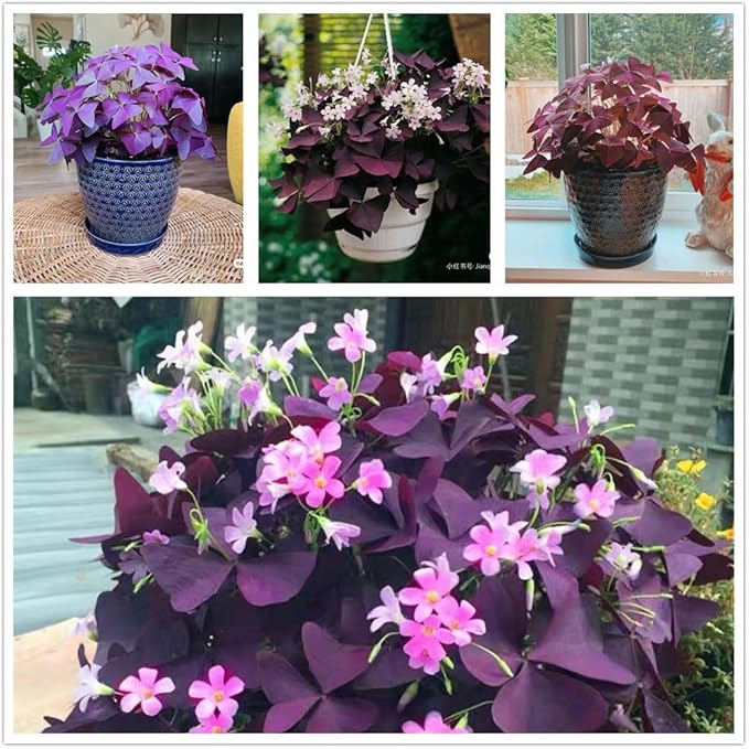 Pack of 24 Purple Shamrocks Bulbs, Oxalis Bulbs for Planting, Oxalis Triangularis Bulbs Good Luck Flower Bulbs