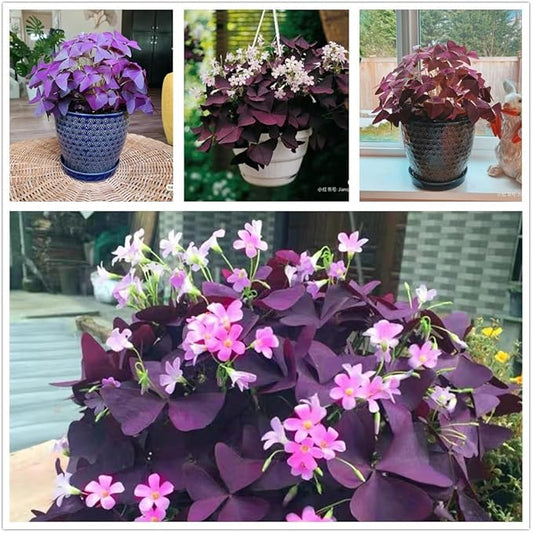 Pack of 24 Purple Shamrocks Bulbs, Oxalis Bulbs for Planting, Oxalis Triangularis Bulbs Good Luck Flower Bulbs