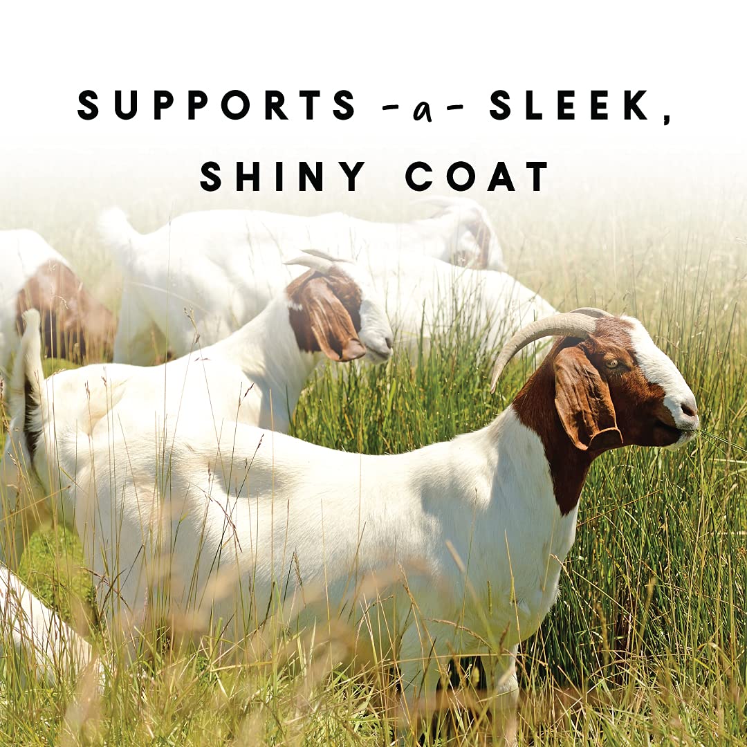 Manna Pro Goat Coat & Skin Supplement, Supports Healthy Skin, Shiny Coat & Overall Wellness, Goat Feed Supplement, Vitamins & Minerals, Promotes Strong Hooves & Immune Health, 4 lbs
