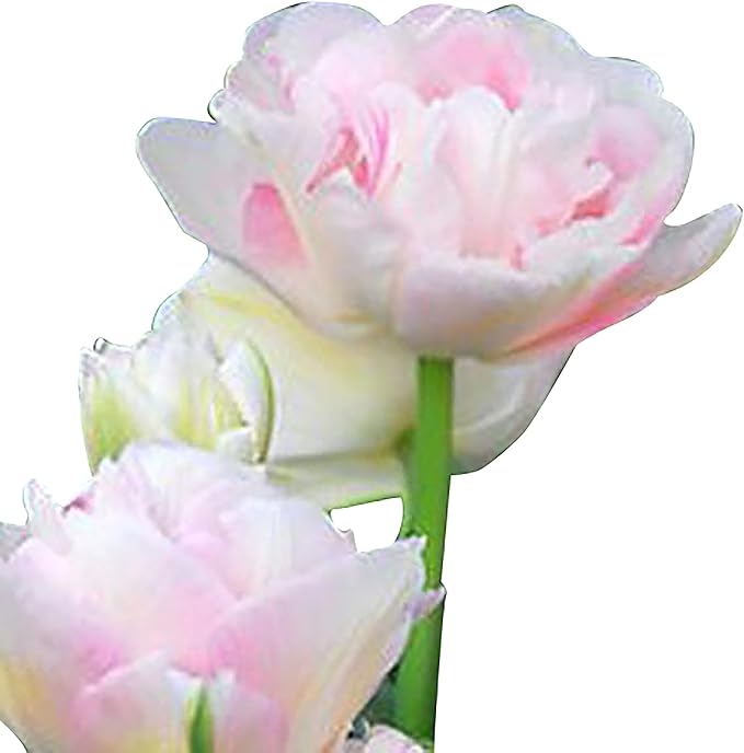 5 Angelique Double Late Pink Tulip Bulbs – Soft Pink Blooms with Double Petals – Large Flowering Perennial Tulips for Spring Gardens – Easy to Grow & Hardy