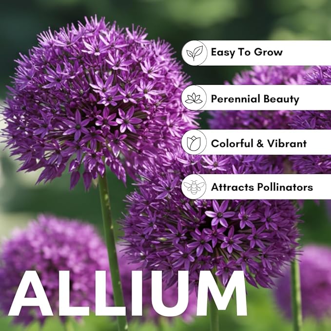 10 Dark Purple Allium Bulbs Blooming Onion Flowering Perennial Garden Flower