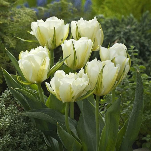 Eden Brothers Tulip Bulbs, Exotic Emperor, 10 Bulbs | Perennial Flowers, Spring or Fall Planted, Full Sun, Indoor Forcing or Outdoor Planting, Easy-to-Grow | Zones 3, 4, 5, 6, 7, 8