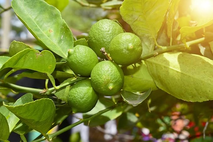 100+ Green Lime Seeds for Planting Bonsai Fruit Dwarf Lemon Tree Seed Citrus Limon Non-GMO Heirloom