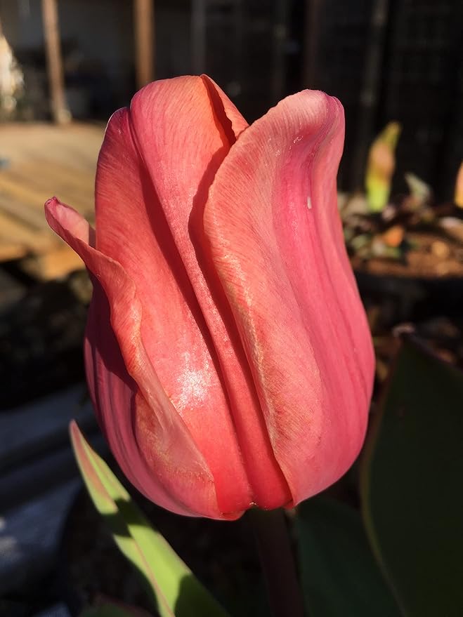 Tulip Bulbs - 20 Pink Impression Darwin Tulip - Bulb Size 11/12 cm - Fall Planting & Spring Blooms