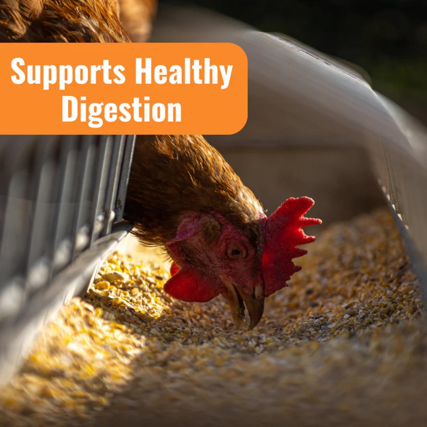 Buff Clucks AquaBoost Probiotic + Electrolyte Powder for Chickens – Natural Hydration & Gut Support Supplemnet for Daily Wellness & Egg Production - Safe for All Flocks & Ages - USA (8 oz)