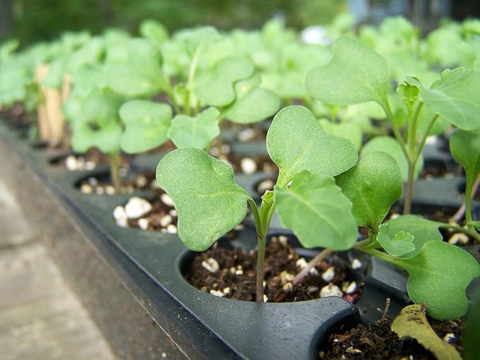 Food to Live Organic Broccoli Seeds for Sprouting, 25 Pounds – Non-GMO, Vegan, Kosher, Sirtfood, Bulk. Rich in Sulforaphane, Vitamin C. Grow Sprouts, Microgreens for Salads, and Sandwiches