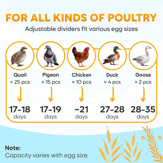 Incubator for Hatching Eggs - Ideal for All Ages - Automatic Turner and Humidity Control - Integrated Candler - 10 Eggs - Okkobi M10 - Green & Orange
