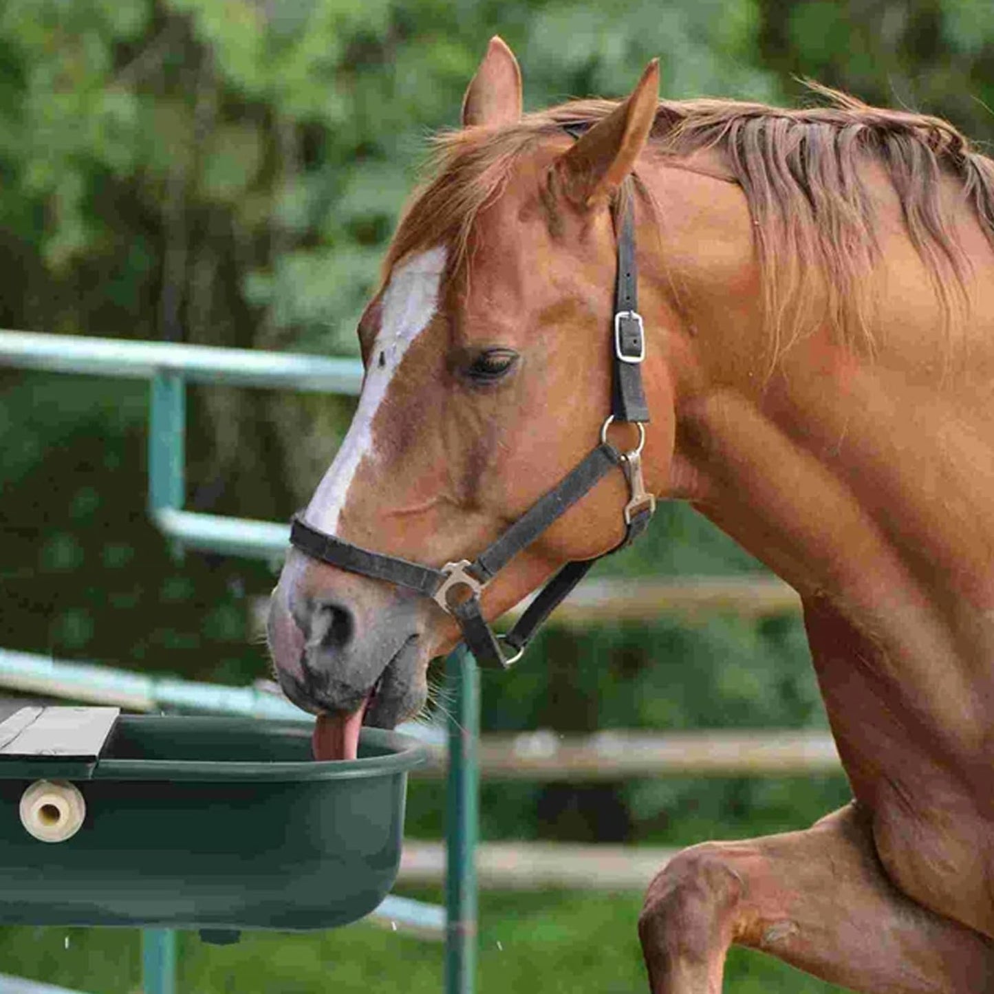 Achicklead Plastic Automatic Water Bowl with Stainless Steel lid, Livestock Waterer for Cattle Horse Goat Sheep Dog, Water Trough Bowl with Float Valve (No Pipe)