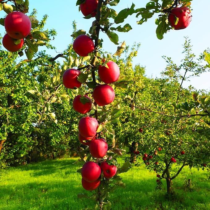 200+ Mix Dwarf Bonsai Fruit Tree Seeds for Planting, 4 Variety Individual Packs, 50+ Lemon Tree Seeds 50+ Cherry Tree Seeds 50+ Orange Tree Seeds 50+ Apple Seeds Organic Heirloom Fruit Seeds