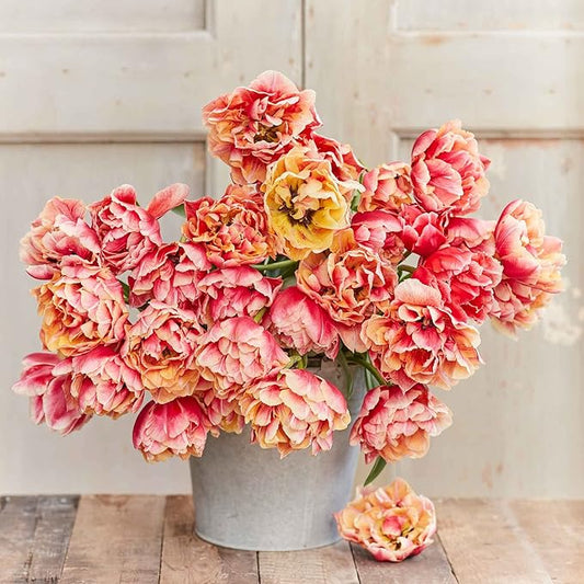 Eden Brothers Tulip Bulbs, Verona Sunrise, 10 Bulbs | Perennial Flowers, Spring or Fall Planted, Full Sun, Indoor Forcing or Outdoor Planting, Easy-to-Grow | Zones 3, 4, 5, 6, 7, 8