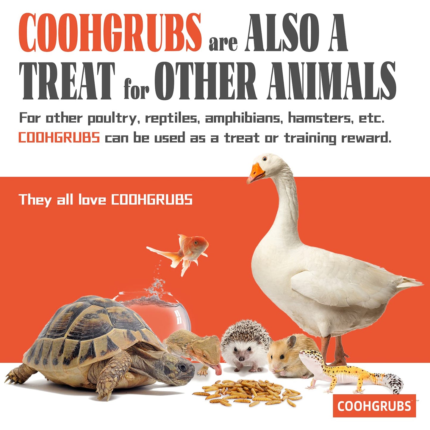 COOHGRUBS Dried Black Soldier Fly Larvae 2 lb – High Protein Chicken Feed with More Calcium Than Mealworms for Chickens, Birds, Reptiles & Small Pets