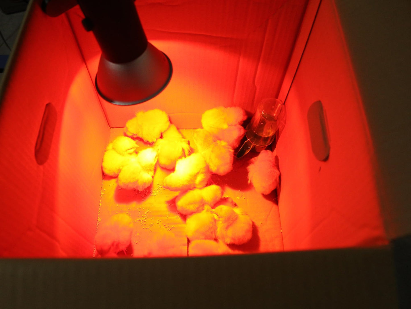 Heat Lamp for Chickens Coop Tiny Chick Brooder, Infrared Flood Light Red Bulbs Replaceable E26 Base 50 Watt Chick Heater for Reptile Pets Duckling Poultry Livestock