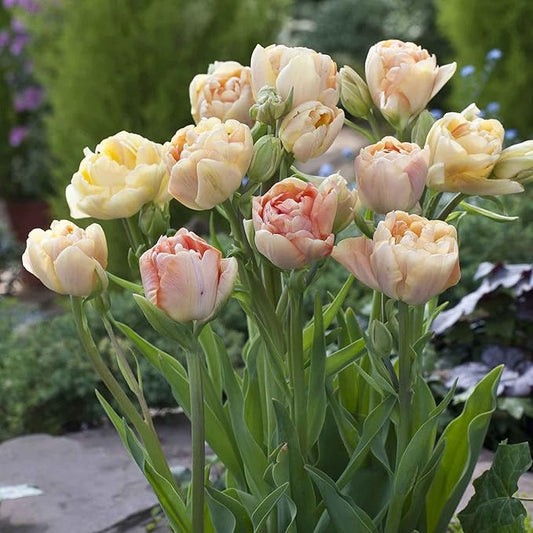 Eden Brothers Tulip Bulbs, Charming Beauty, 10 Bulbs | Perennial Flowers, Spring or Fall Planted, Full Sun, Indoor Forcing or Outdoor Planting, Easy-to-Grow | Zones 3, 4, 5, 6, 7, 8