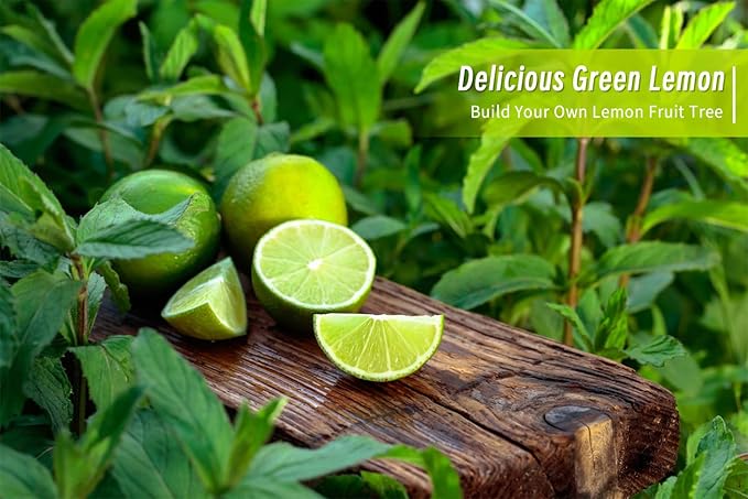 100+ Green Lime Seeds for Planting Bonsai Fruit Dwarf Lemon Tree Seed Citrus Limon Non-GMO Heirloom