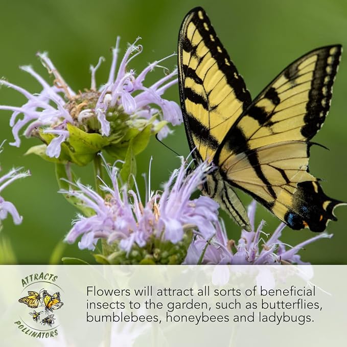 Seed Needs Partial Shade Wildflower Seed Mix for Planting | 2 Ounce 14+ Varieties Open Pollinated Annual & Perennial Species | Flower Seeds Shade Tolerant | Bulk