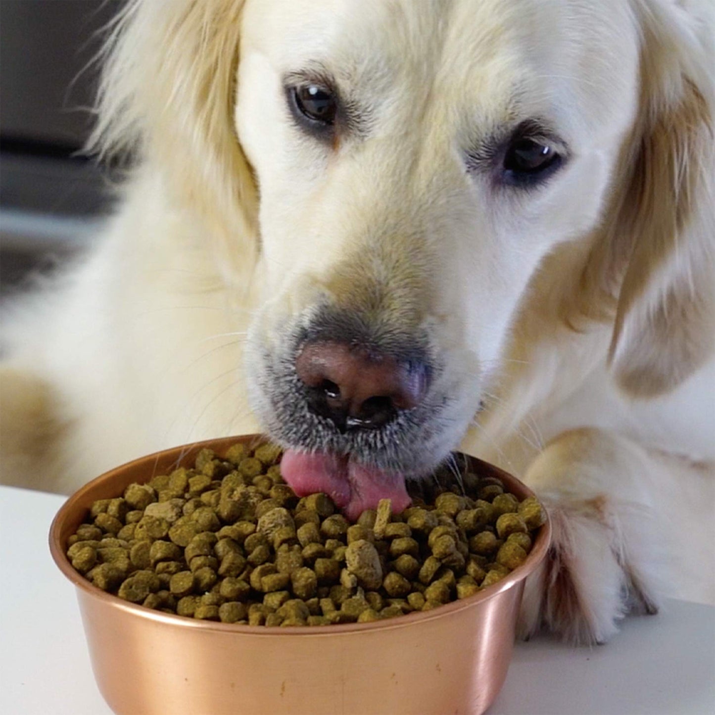 Open Farm Grain-Free Dog Food (Puppy, 4.5 lbs)