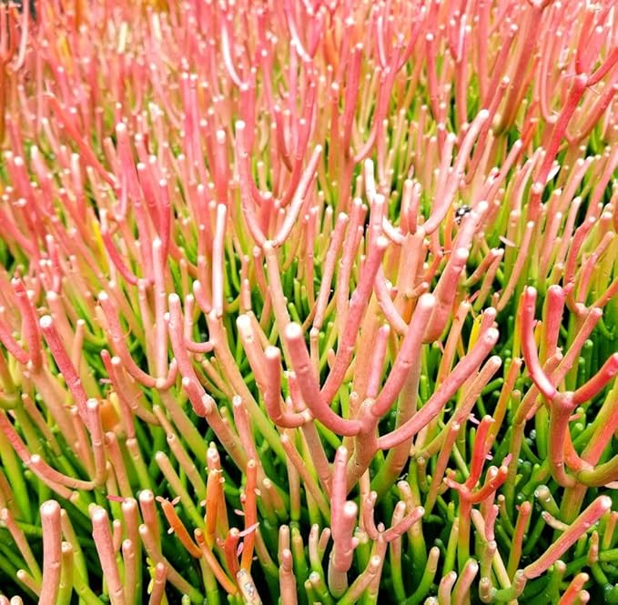 Fat Plants San Diego Premium Cacti and Succulent Potting Mix Soil - for Cactus Palm Tree Citrus Plant Grown in Gardening Containers - Indoors & Outdoors Use - with Natural Food/Fertilizer
