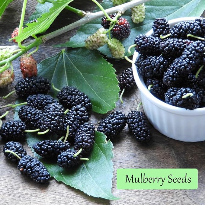 1200+ Mix Fruit Seeds, Berry Seeds - 6 Variety Non-GMO Heirloom Organic, Include Strawberry Seeds, Raspberry Seeds, Mulberry Seeds, Cranberry Seeds, Cherry Seeds, Blueberry Seeds