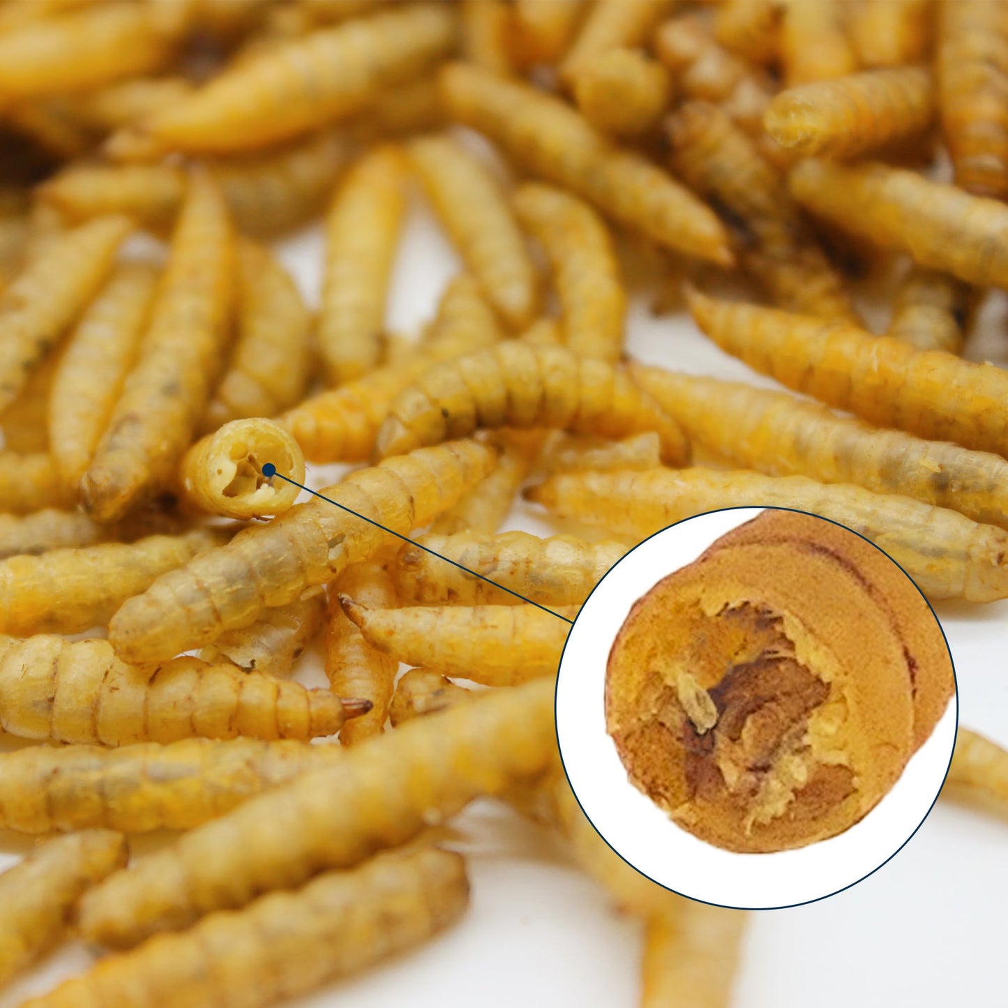 HARTOMPET Nutrient-Rich Chicken Feed - 5LB Dried Black Soldier Fly Larvae, 100% Natural, 85X More Calcium Than Mealworms, Ideal for Molting & Laying Hens, Ducks, and Wild Birds, Reptiles and Hedgehogs