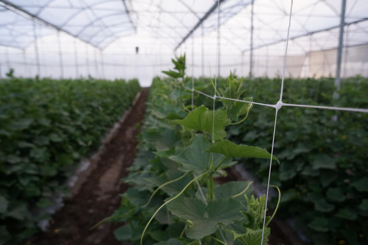 Hortomallas 5ft by 4920-Feet Professional Grade Vegetable Support Trellis Netting Roll/Scrog Net Roll, (59" x 4920' / 1.5m x 1500m) (mesh 5.9"x6.7" / 15cm x 17cm)