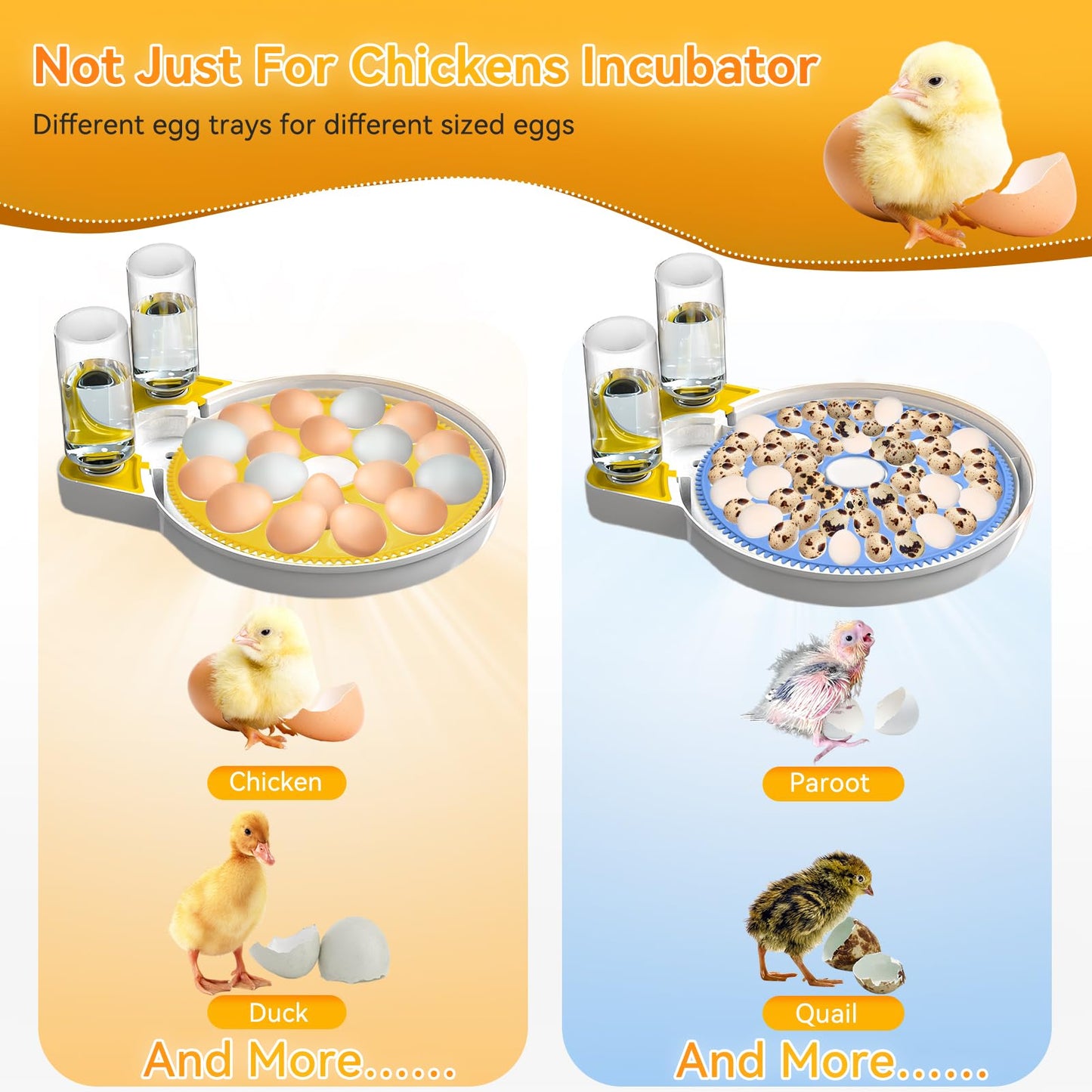 Zekoled Incubators for Hatching Eggs, Incubator with Automatic Egg Turning and Humidity Control, 18 Egg Poultry Incubator with Automatic Water Adding, Viewing for Chicken, Duck, Quail, Goose, Parrot