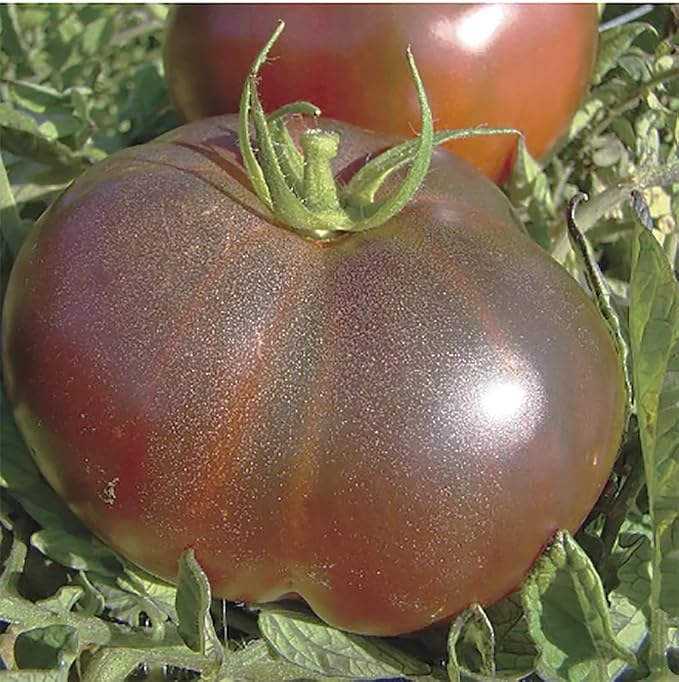 Black Krim Tomato Seeds - Heirloom Large Tomato - One of The Most Delicious Tomatoes for Home Growing,