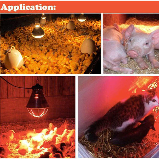 Fengrun Infrared Heating Lamp Clear Hard Explosion-Proof Glass UV Coating for Animal, Bathroom Warming Light Bulb (150w,120v)