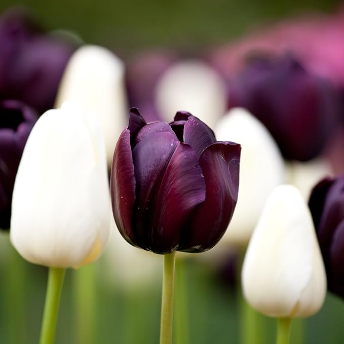 Eden Brothers Tulip Bulbs, Queen of The Night, 10 Bulbs | Perennial Flowers, Spring or Fall Planted, Full Sun, Indoor Forcing or Outdoor Planting, Easy-to-Grow | Zones 3, 4, 5, 6, 7, 8