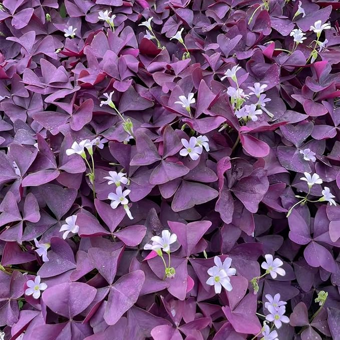 Pack of 24 Purple Shamrocks Bulbs, Oxalis Bulbs for Planting, Oxalis Triangularis Bulbs Good Luck Flower Bulbs