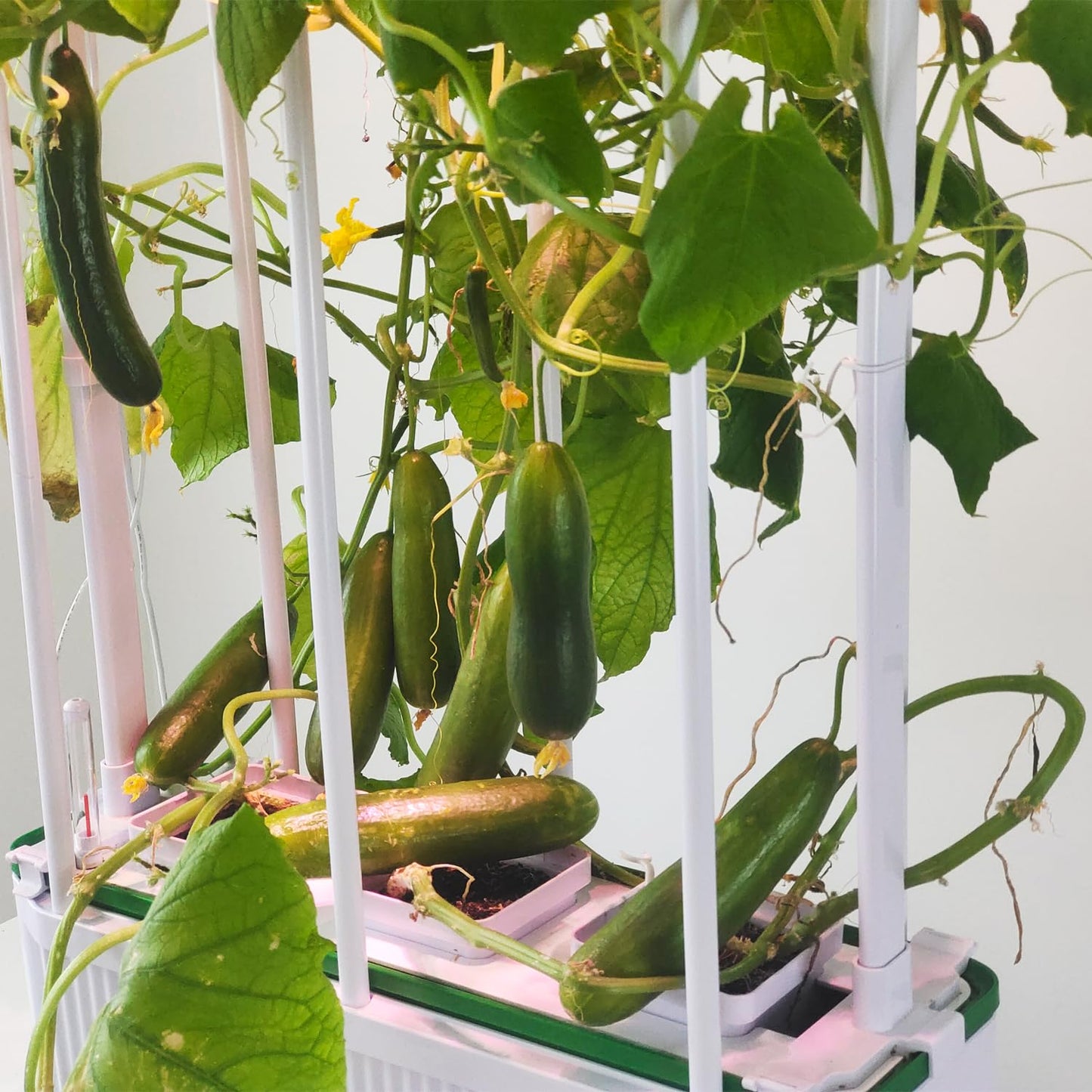 E SUPEREGROW Large Hydroponics Growing System kit with Trellis,Smart Indoor Hydroponic Gardening System with LED Grow Light, Indoor Hydroponic Grow Kit for Tomato,Pepper,Cucumbers(7L,Pump)
