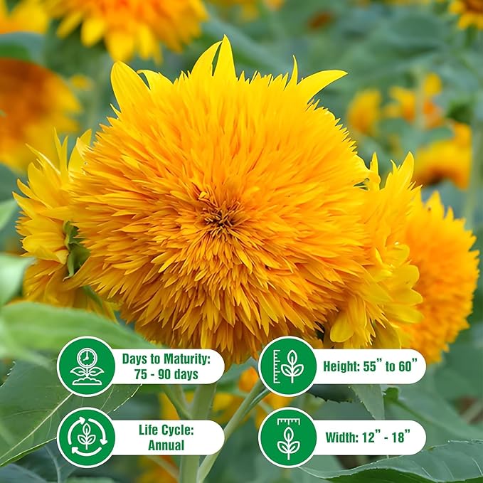 Dwarf Sunflower Seeds for Planting - Grow Teddy Bear Sun Flowers in Your Garden - 25 Non GMO Heirloom Seeds - Full Planting Instructions for Easy Grow - Great Gardening Gifts (3 Packets)