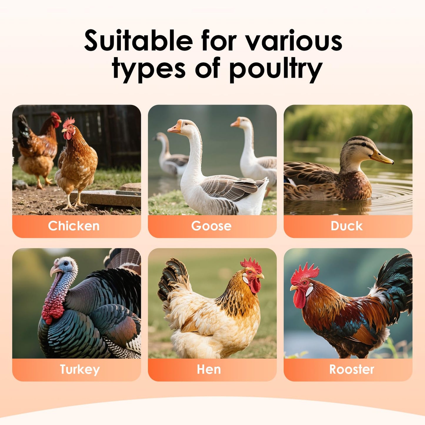 PAUQRWIE 15lbs Automatic Chicken Feeder - 10 Feeding Ports, No Waste Poultry Feeder Large Feeding Though Dispenser for Chickens Duck Turkey Pheasant Chicken Coop