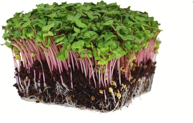 Radish Sprouting Seed - Red Arrow Variety - 4 oz Seed Pouch - Heirloom Radish Sprouts - Non-GMO Sprouting and Micro Greens