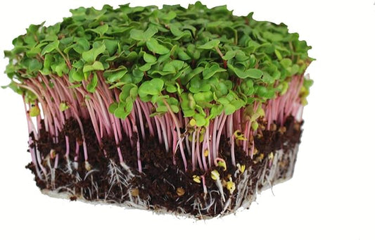 Radish Sprouting Seed - Red Arrow Variety - 4 oz Seed Pouch - Heirloom Radish Sprouts - Non-GMO Sprouting and Micro Greens