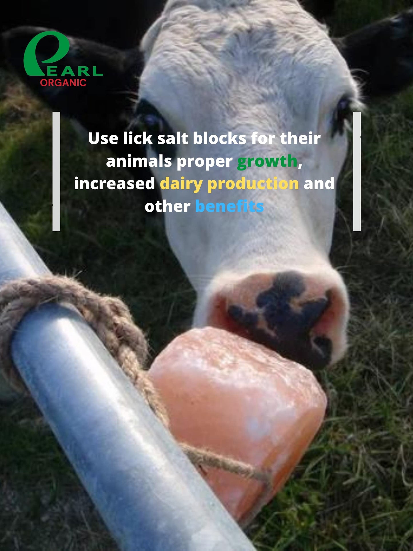 Pearl Organic New 8 lbs Animal Himalayan Salt Lick on Rope for Horses, Deer, Rabbits, Cows and Other Livestock | Lick Salt for Deer | Digestive Aid for Animals | Horse Treats (8 lbs)