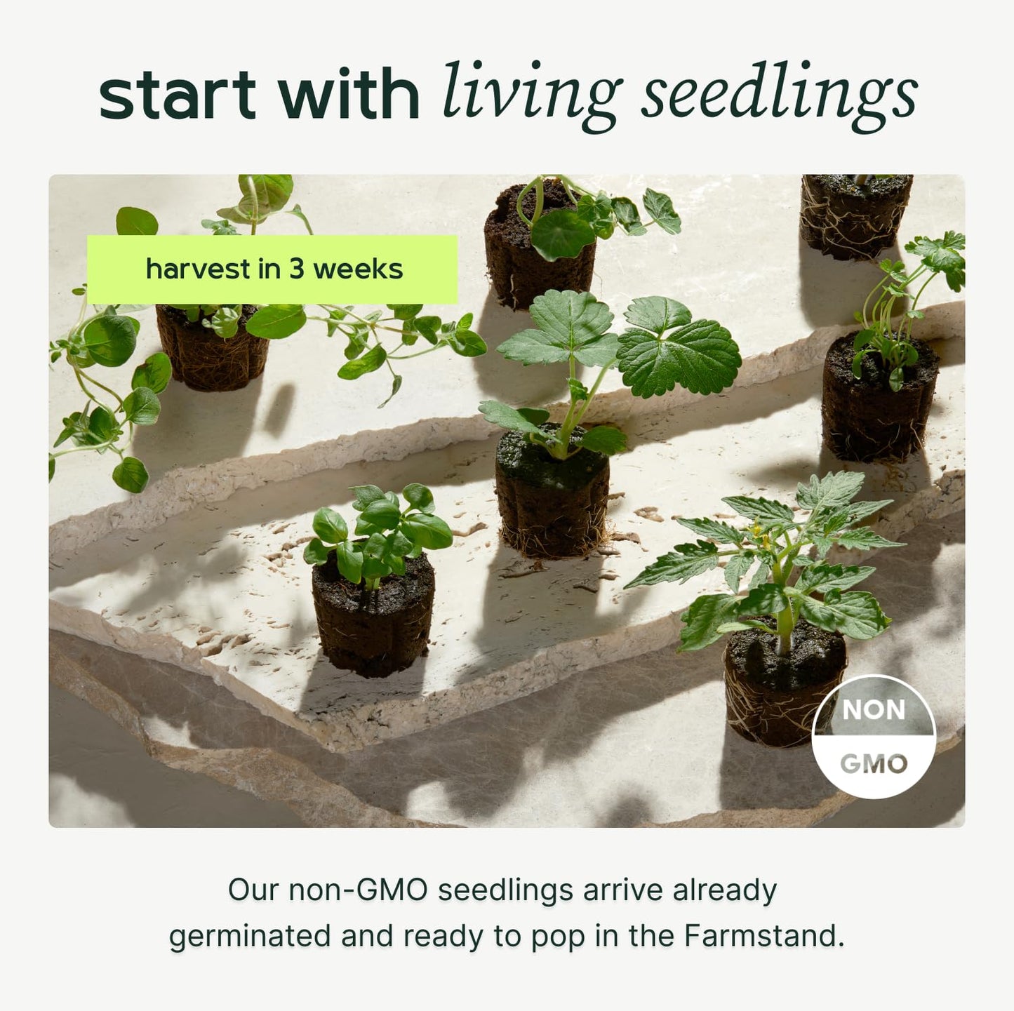 Farmstand Starter Kit + 24 Seedling Credit | Medium Hydroponic Growing System Kit | Self-Watering Outdoor Vertical Garden Planter Tower | 4ft 10in | Made in USA