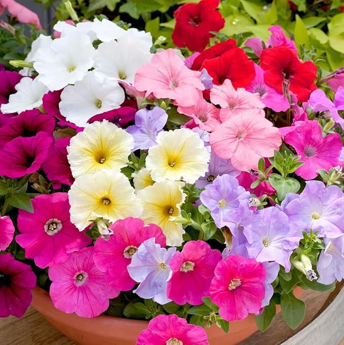6000+ Petunia Seeds for Planting – Mix Color Annual Flower Seeds for Outdoor Garden, Hanging Baskets, and Indoor Pots – Easy to Grow, Non-GMO, Heirloom-Quality