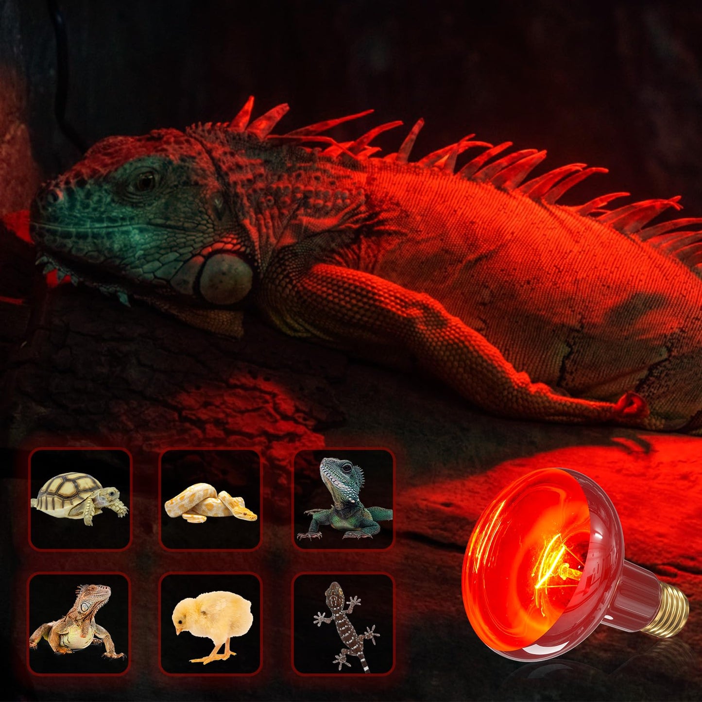 TobeBright Red Reptile Heat Bulb,100W Infrared Heat Lamp Bulbs for Chickens,Red Basking Spotlight Reptile Night Heat Bulb, Dimmable Reptile Light Bulb for Lizard Bearded Dragon Leopard Gecko-2Pack