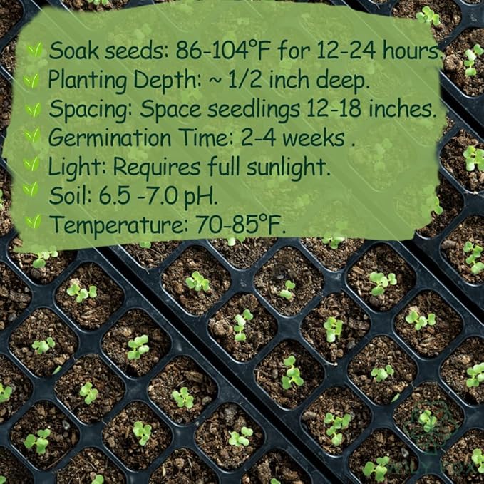 Premium Soursop (Graviola) Seeds – 25+ Non-GMO Heirloom - Fast-Growing, High-Yield Tropical Fruit Trees