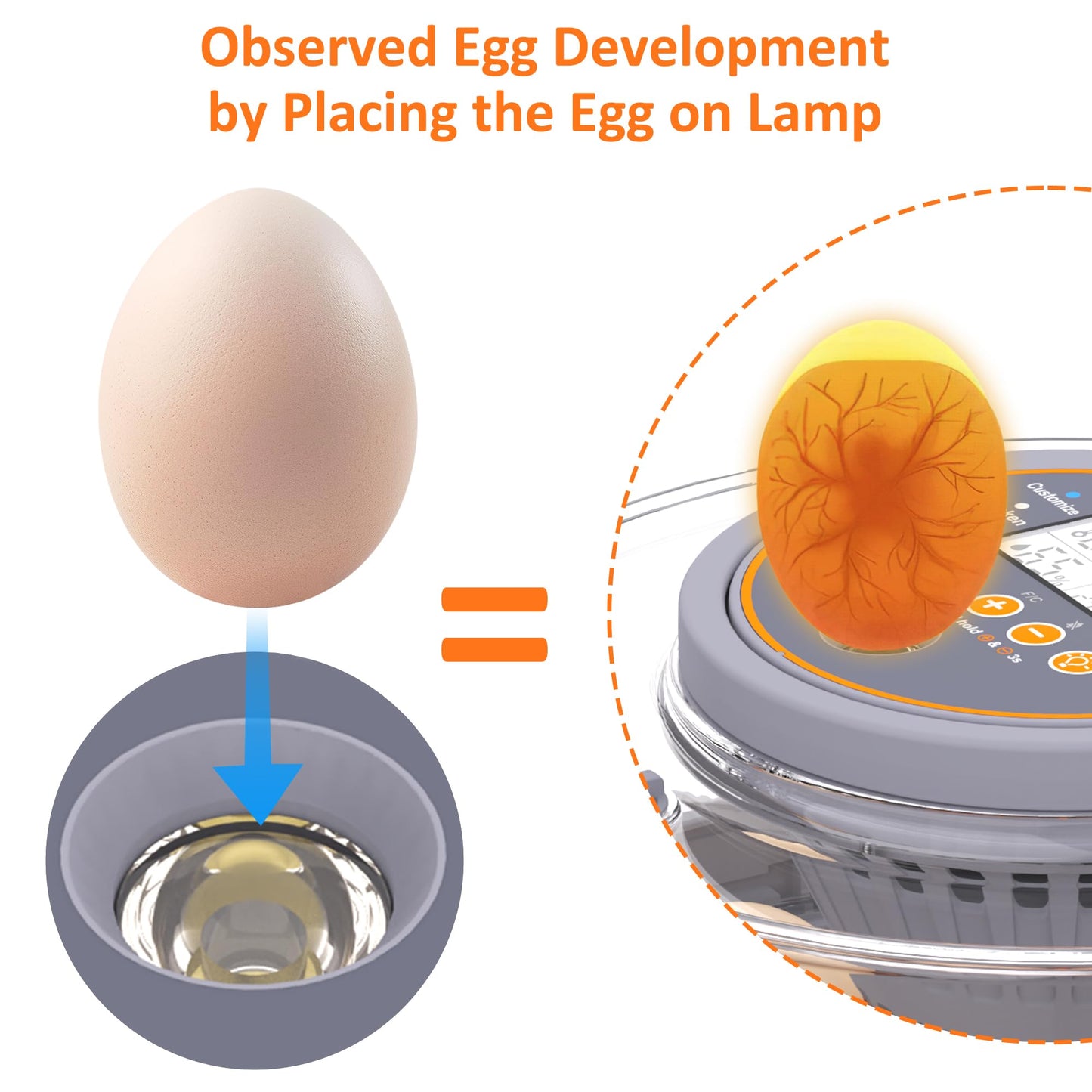 Egg Incubator with Automatic Egg Turning and Humidity Control, Intelligent Egg Incubator with Automatic Temp. Adjustment, 12 Egg Incubator
