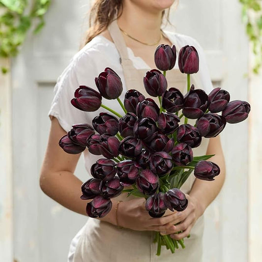 Eden Brothers Tulip Bulbs, Queen of The Night, 10 Bulbs | Perennial Flowers, Spring or Fall Planted, Full Sun, Indoor Forcing or Outdoor Planting, Easy-to-Grow | Zones 3, 4, 5, 6, 7, 8