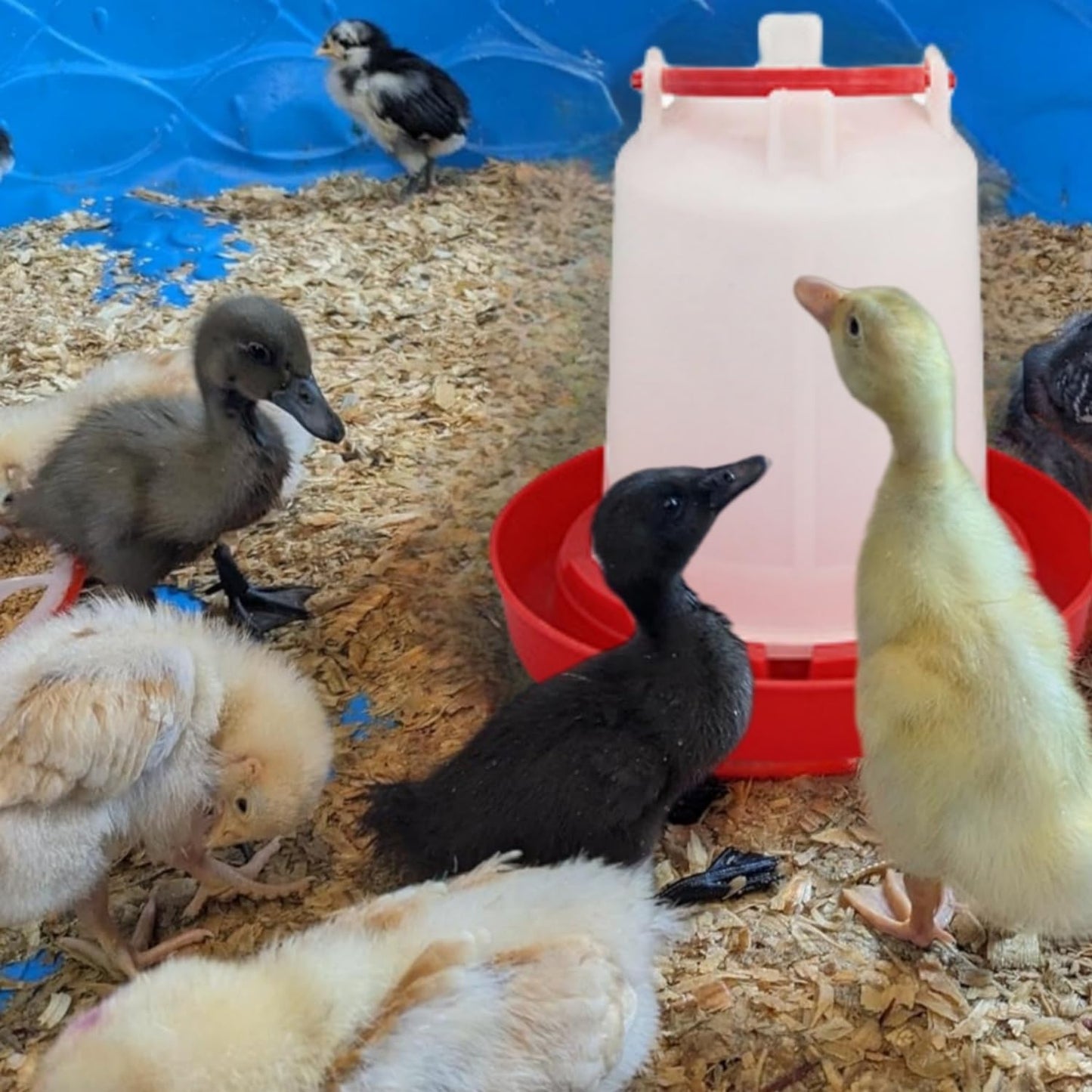 DoubleWood 4PACK Plastic Poultry Drinker Chick Waterer Kit 1 L Waterer Hanging Poultry Water Container (4)