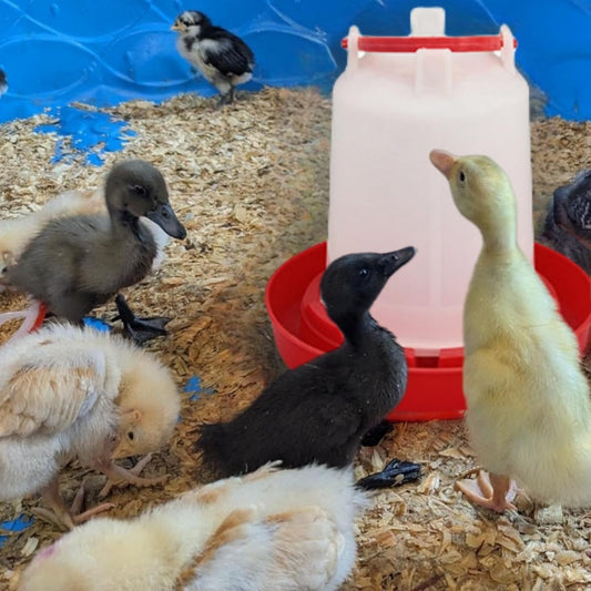 DoubleWood 4PACK Plastic Poultry Drinker Chick Waterer Kit 1 L Waterer Hanging Poultry Water Container (4)