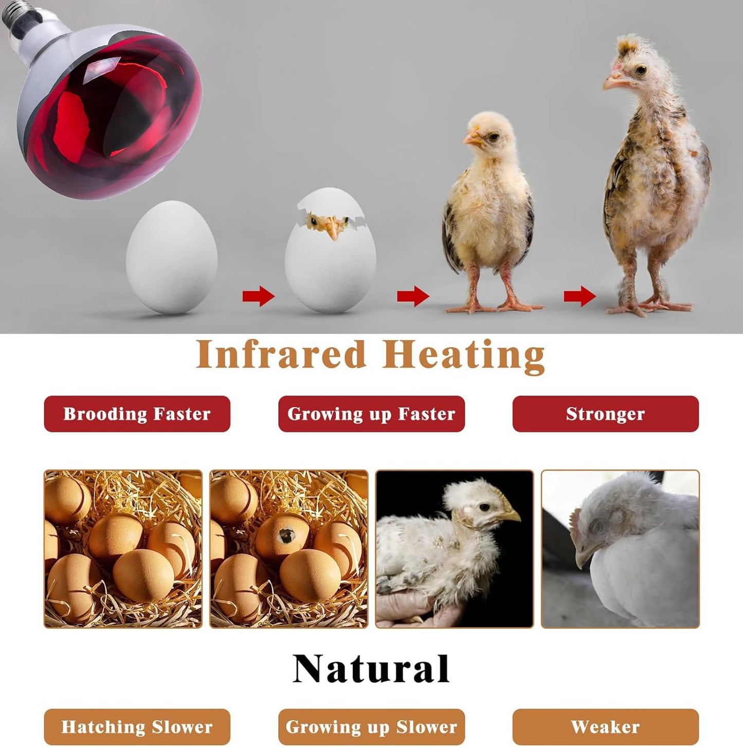 Minsily 2 Pack 275W Infrared Heat Bulbs Red Heat Lamp Glass for Food Service Brooder Bulb Chicks Pet Bathroom Heat Bulb 110V E26 Base Sauna Light Therapy Use Flood Light Heat Lamp Bulbs