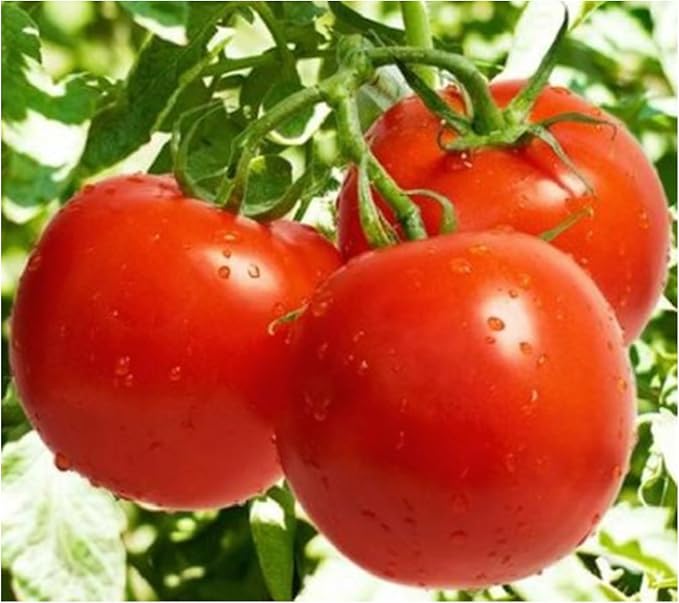 Mortgage Lifter Tomato Seeds - Large Tomato - One of The Most Delicious Tomatoes for Home Growing.