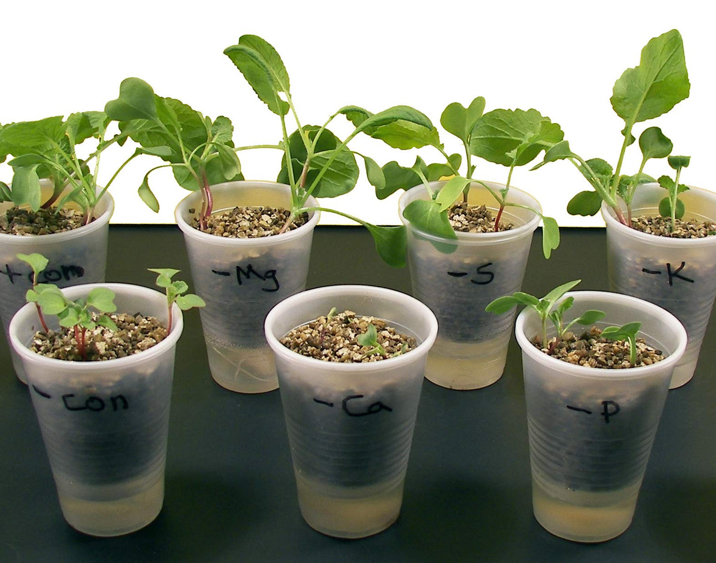 ALDON Innovating Science Plant Food: Nutrient Deficiency in Plants - Explore The Different Effects of Nutrient Deprivation in Plants - Small Group Learning - Experiment Kit