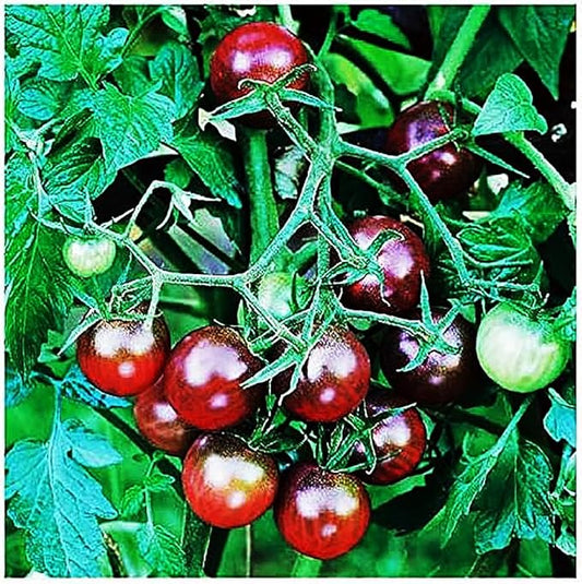 Black Cherry Tomato Seeds - Delicious in Salads