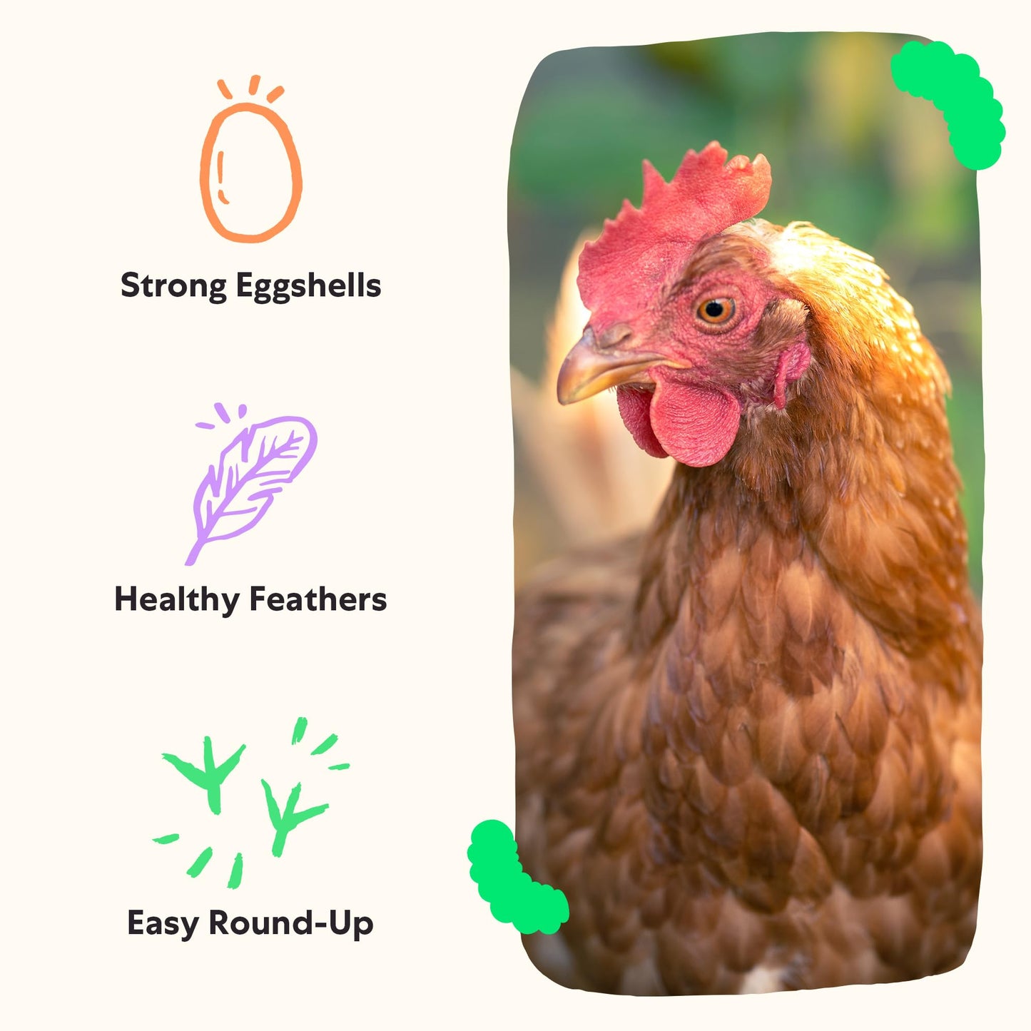 Grubblies - Black Soldier Fly Larvae for Chickens - Chicken Treats Grown in The US and Canada - for Strong Eggshells and Healthy Feathers - Grubblies Hometown Harvest 1LB